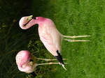 FZ029678 Andean Flamingos (Phoenicoparrus andinus).jpg